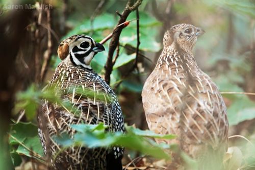 A male (left) and female (right) Montezuma quail